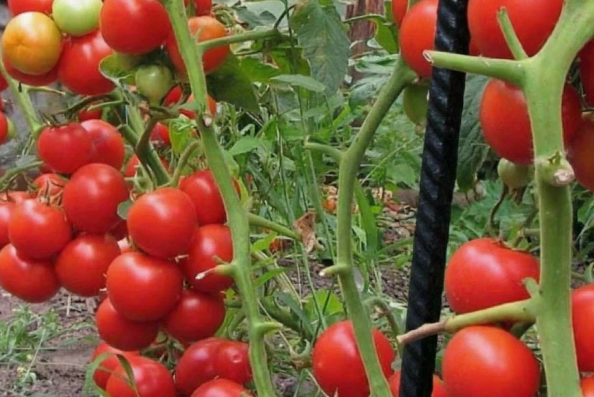 Por qué rotar tus tomates cada año: la razón crucial que muchos ignoran