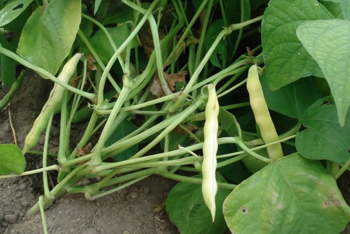 Qué plantar después de los frijoles para una tierra fértil: el secreto de la productividad
