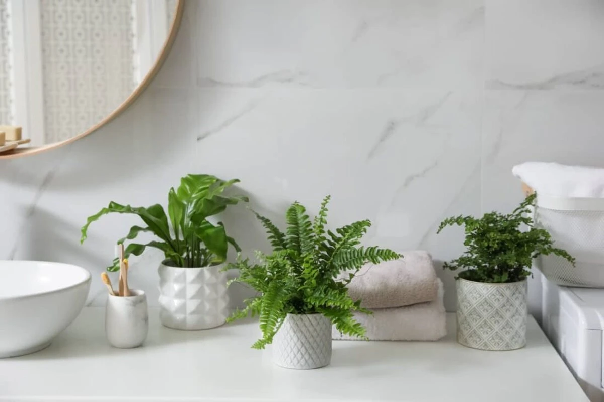Crea un oasis tipo spa en tu baño: 4 plantas que aman la oscuridad - image 1