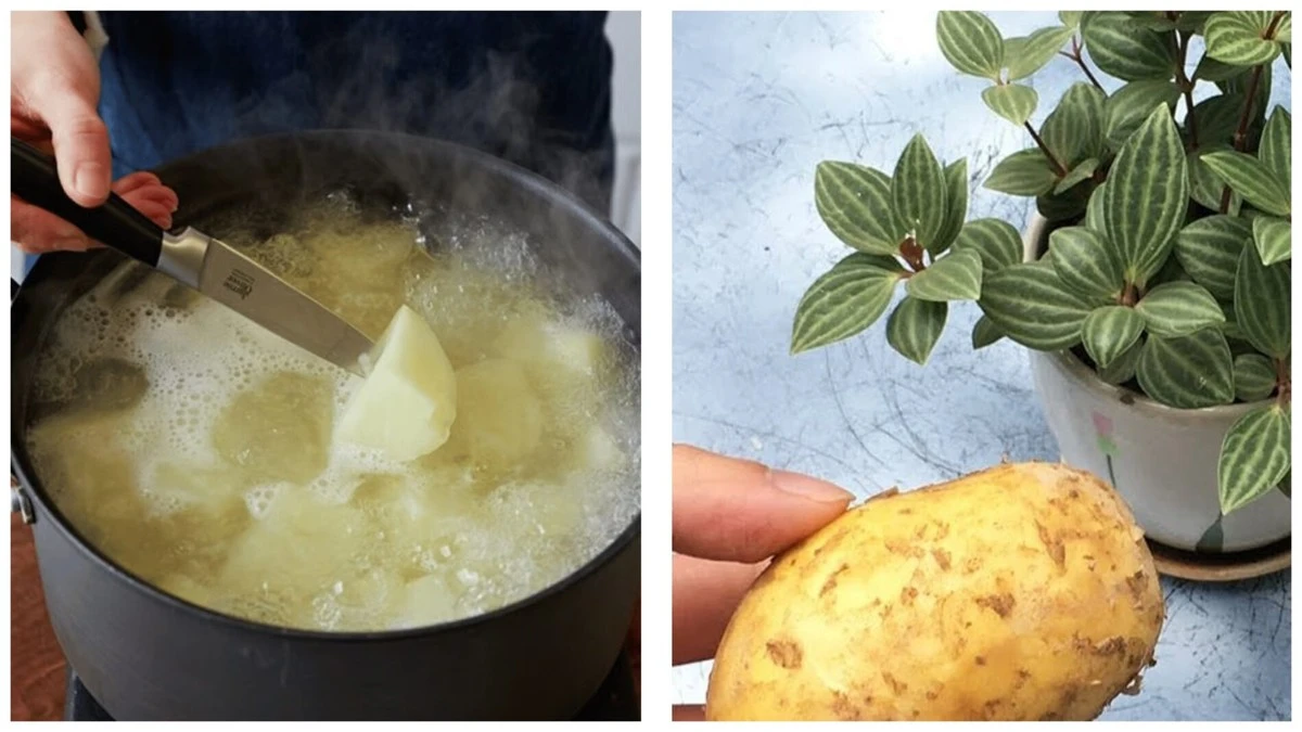 Saca el máximo partido al agua de cocción de patatas: un tesoro oculto para tus plantas