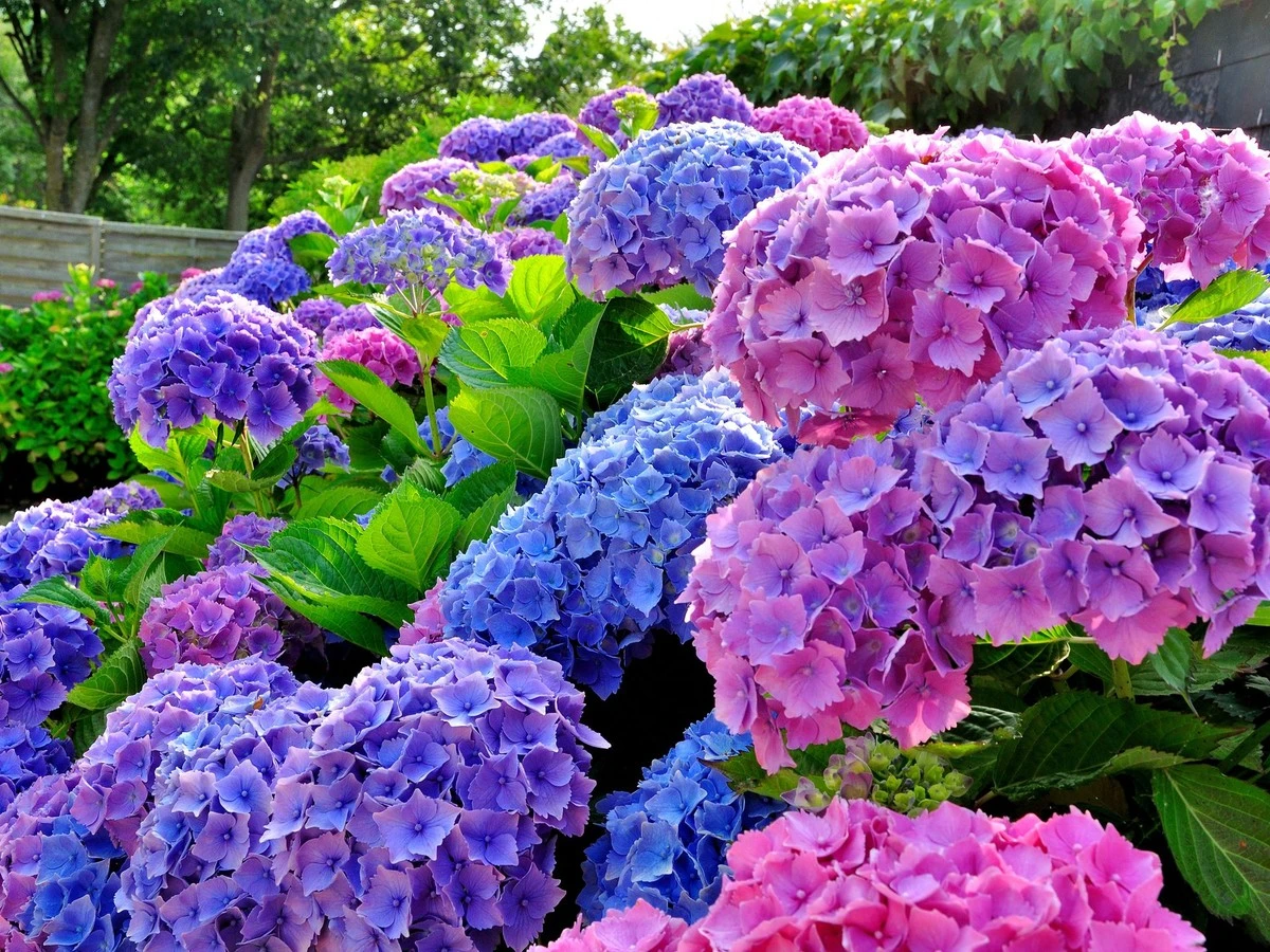 Logra que tu hortensia florezca a lo grande: secretos para una explosión de color todo el verano - image 1