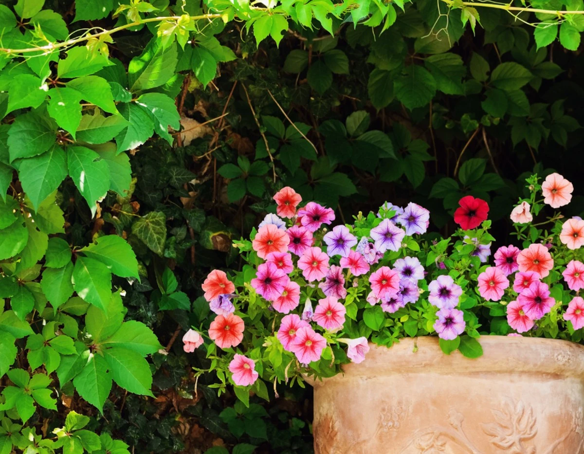 petoniaselsecre-extra-1.webp Petonias: el secreto de floración espectacular hasta el otoño con este abono de marzo - image 1