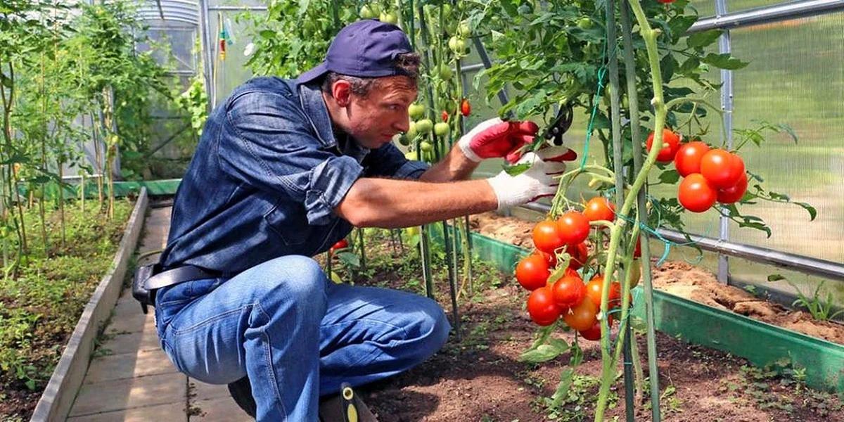 Los tomates tempranos para invernadero: las 5 variedades que los jardineros expertos recomiendan para 2026 - image 1
