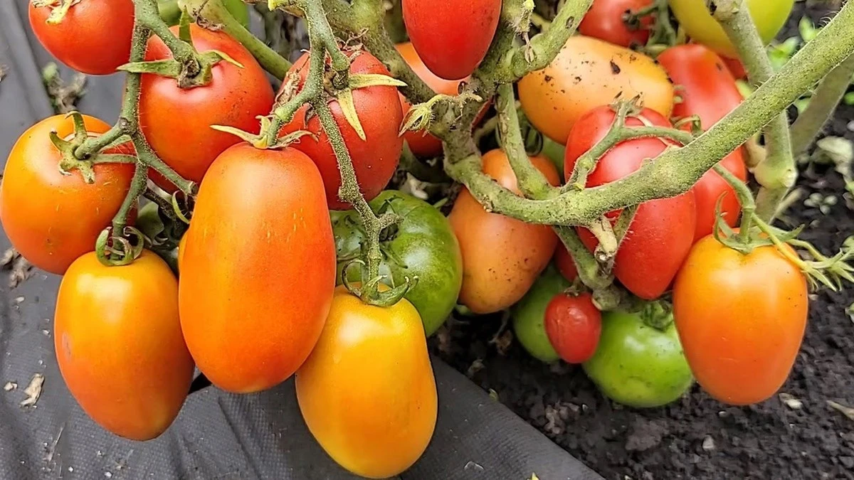 Acelera la cosecha de tus tomates: el riego secreto de los jardineros expertos - image 1