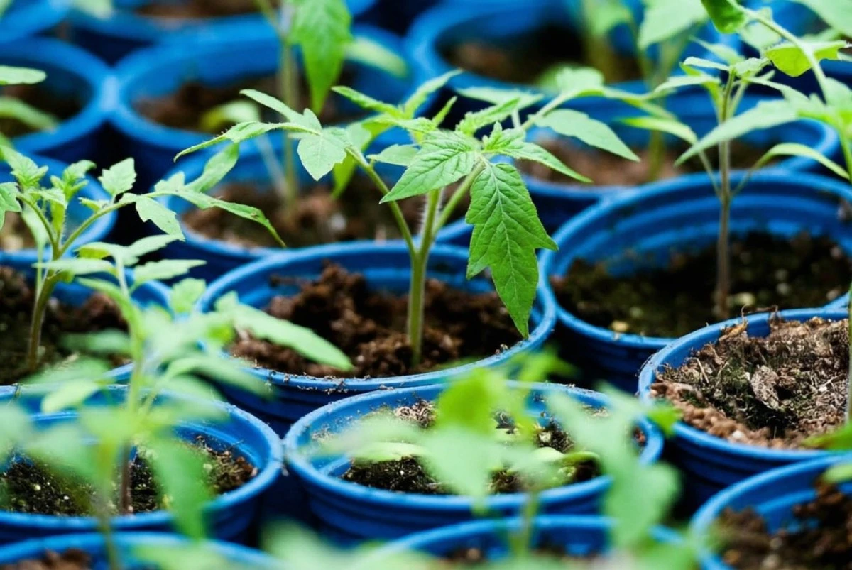 El secreto de los agricultores experimentados para obtener plántulas de tomate robustas y saludables
