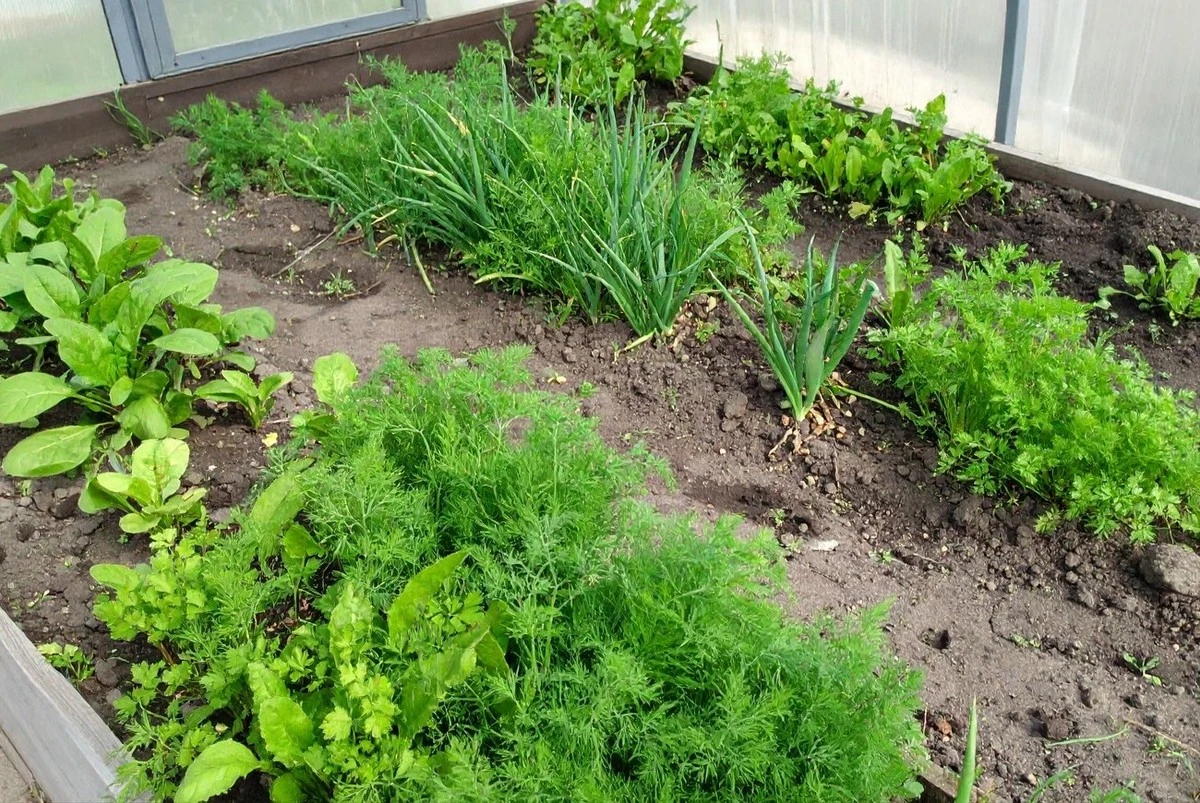 Anticipa la Cosecha: Cultivos Ideales para Sembrar en tu Invernadero en Marzo