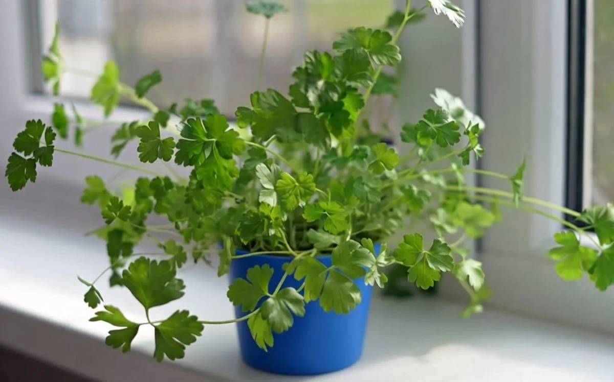Perejil fresco todo el año: el secreto de una cosecha abundante en tu ventana