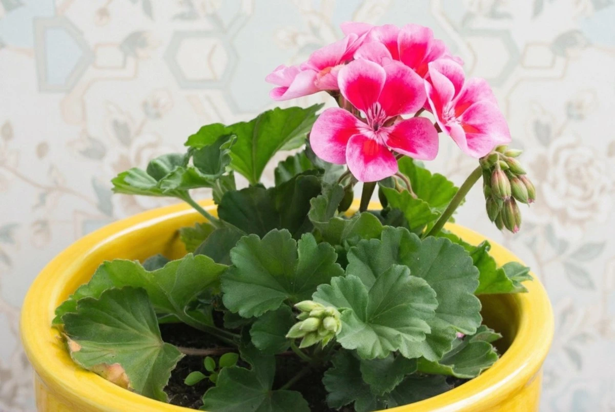 Geranios: Poda invernal para duplicar flores con un método casero