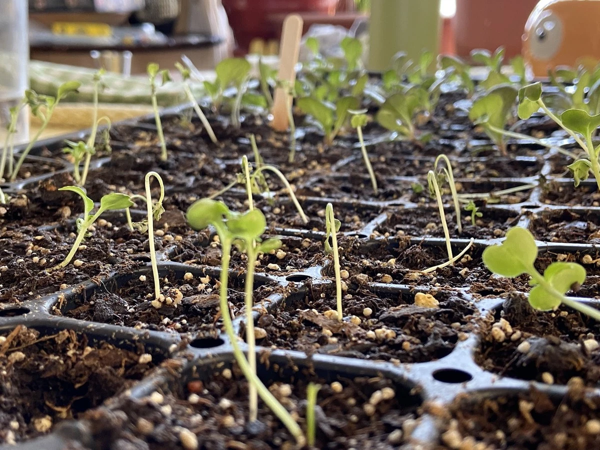 5 Razones Por las Que Tus Plantas de Semillero Se Marchitan (Y Cómo Solucionarlo) - image 1