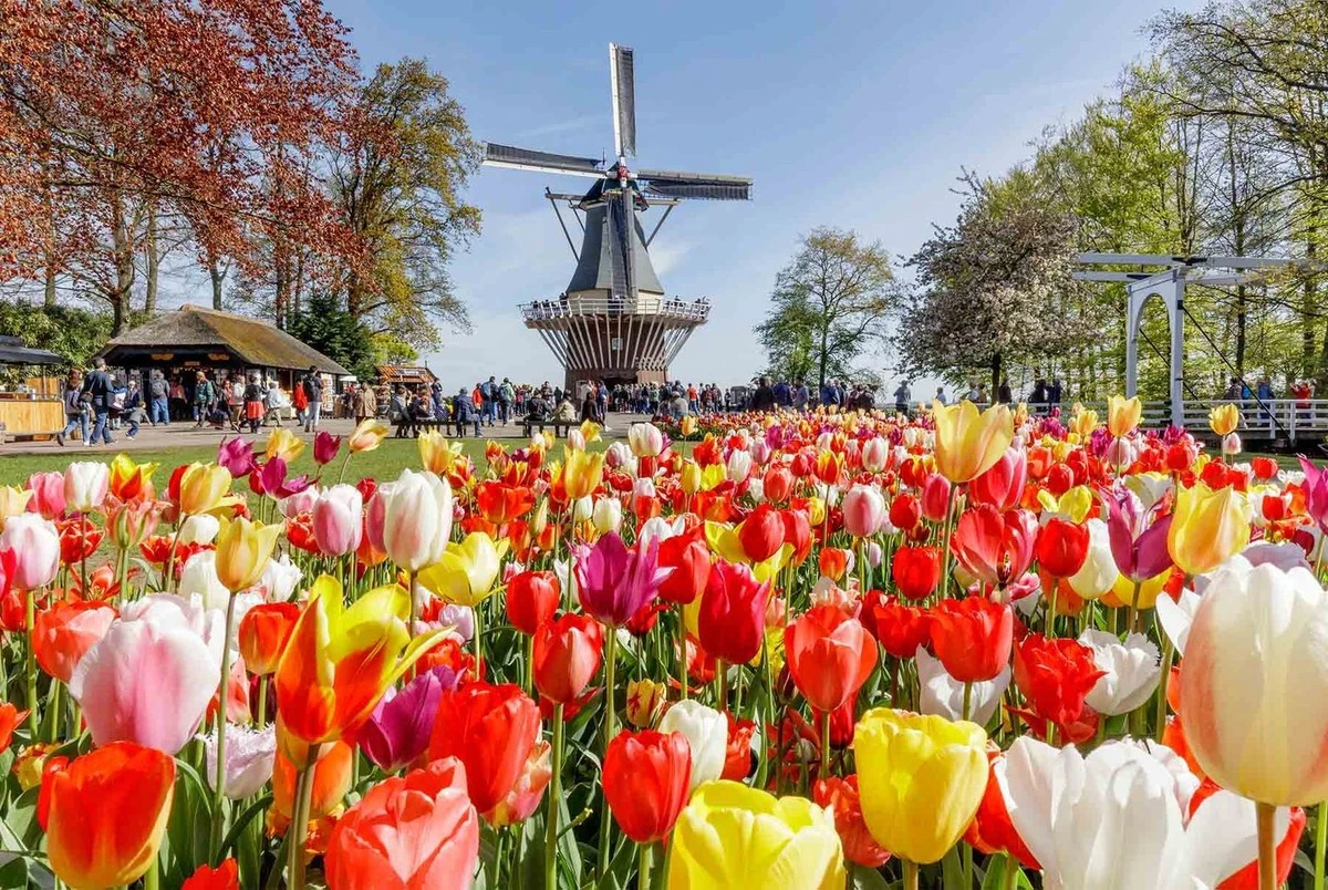 Tus vecinos se morirán de envidia: las flores que debes sembrar en marzo para un jardín espectacular - image 1
