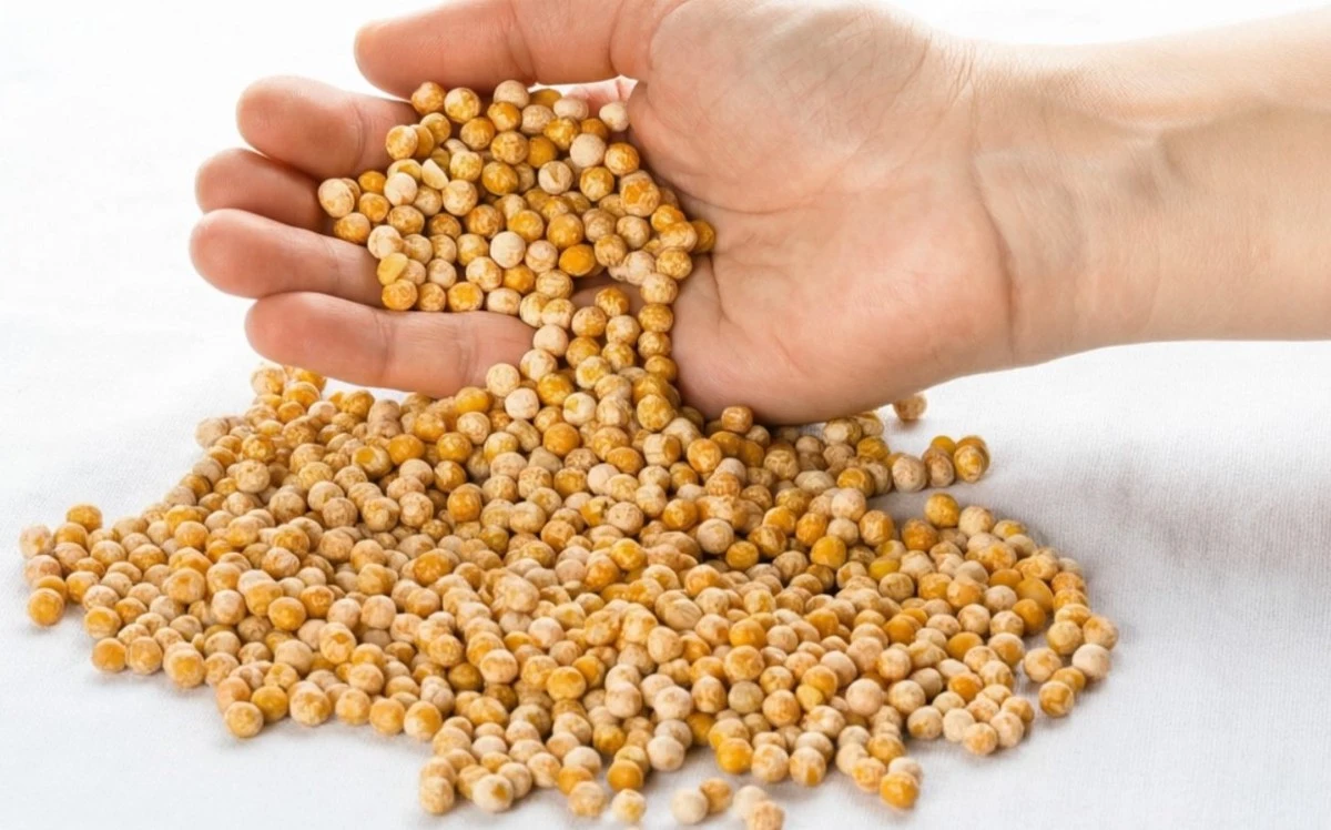 Por qué los expertos siembran guisantes cerca de los pepinos: el secreto para un crecimiento récord