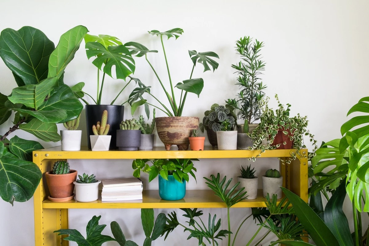 5 plantas de interior con sorprendentes poderes curativos que desconocías - image 1