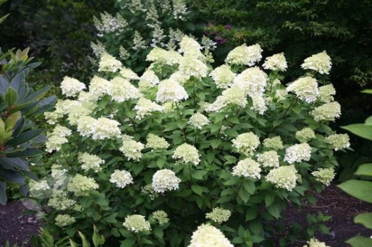 Revela tus hidrnaséas paniculadas en primavera y logra flores espectaculares - image 1