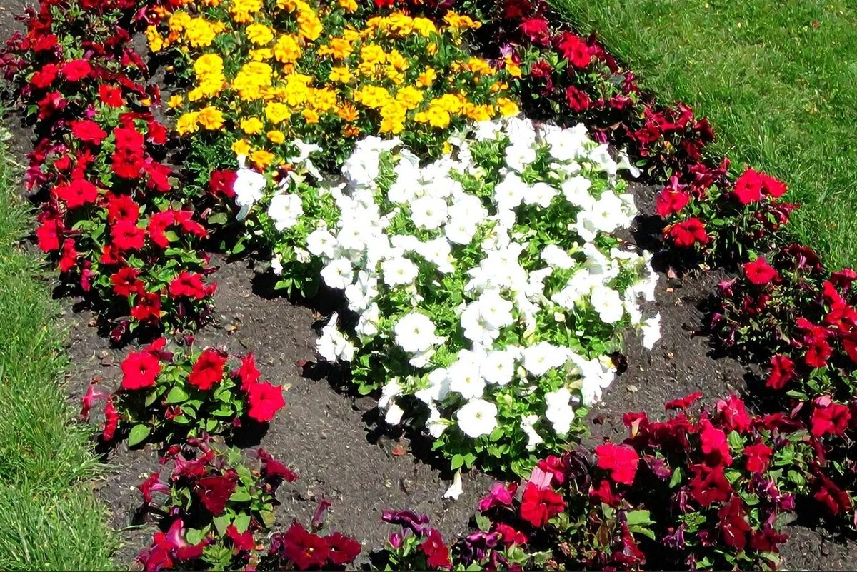 5 flores que sembrar en marzo para un jardín de verano vibrante