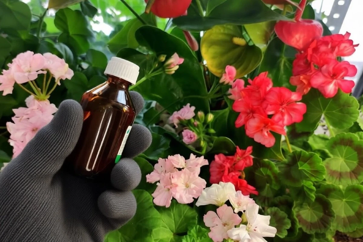 El secreto del yodo para revivir tus geranios marchitos