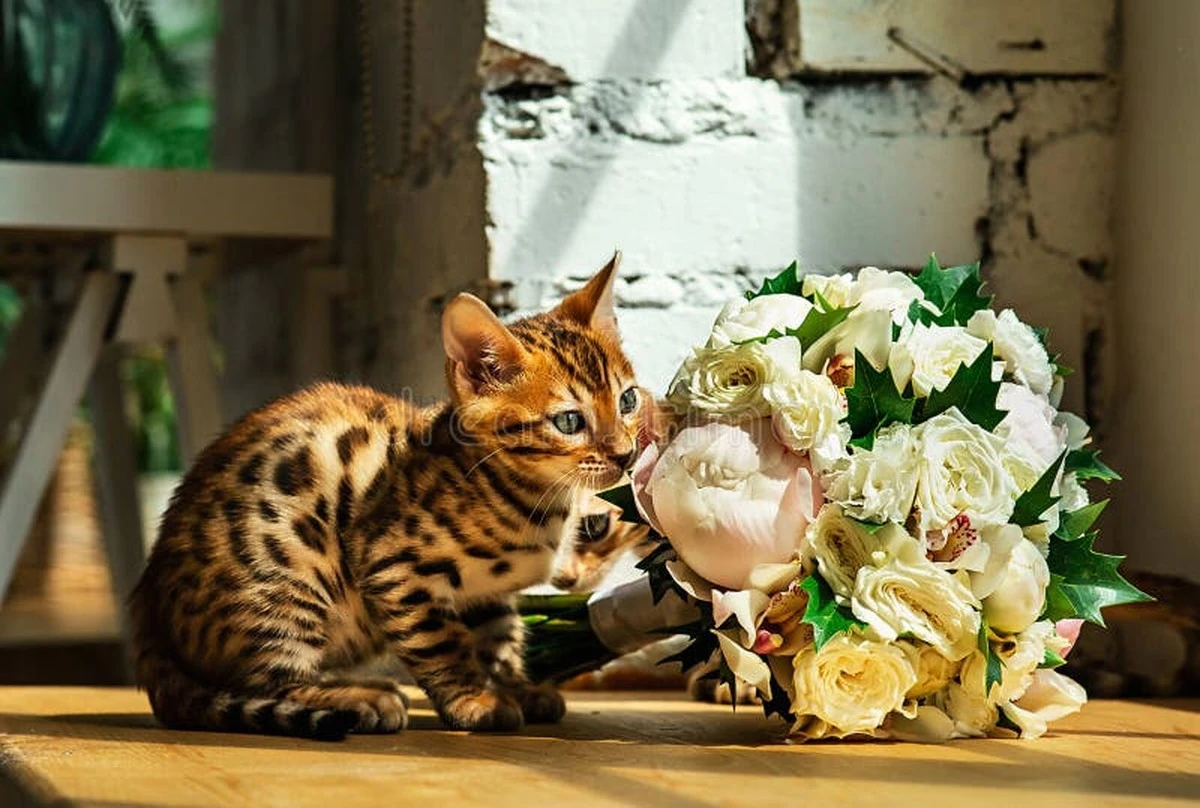 ¿Tu gato huele mal? No lo regañes: 3 razones ocultas detrás del mal olor en casa - image 1