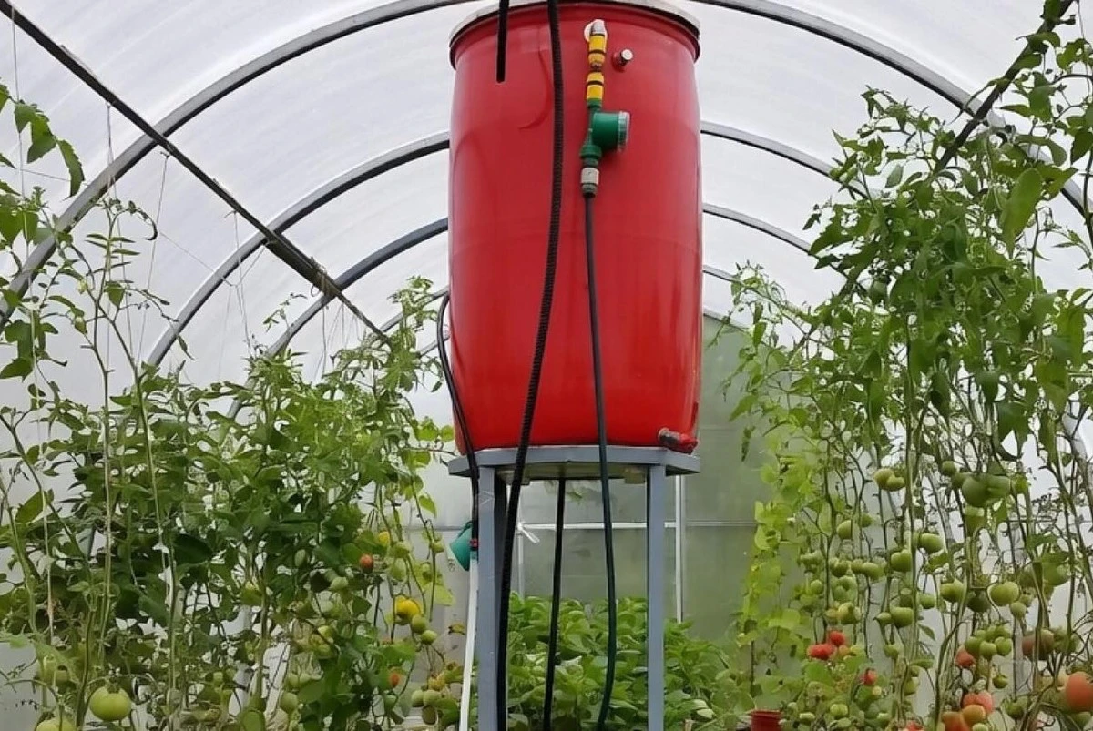 Por qué los jardineros experimentados siempre ponen un barril de agua en el invernadero: no es solo para regar