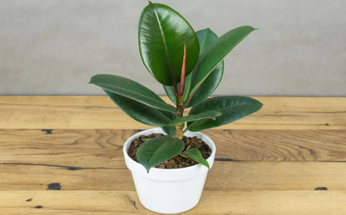 Tu ficus amarillo revivirá: la solución secreta que los expertos usan