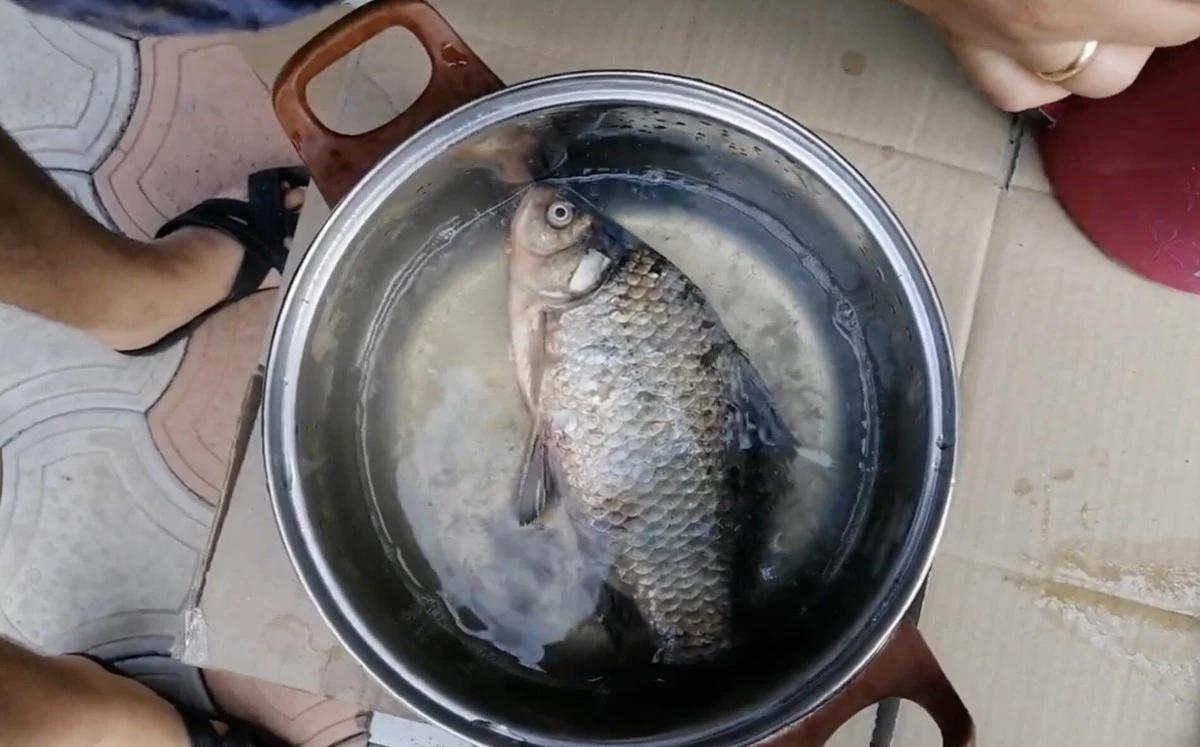 Adiós a la escama: Limpia un pez entero en 30 segundos y sin desorden