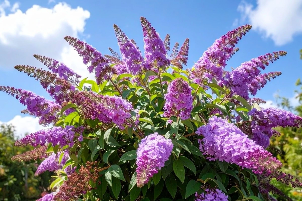 Planta este arbusto en febrero y en primavera será el primer imán para abejas y mariposas
