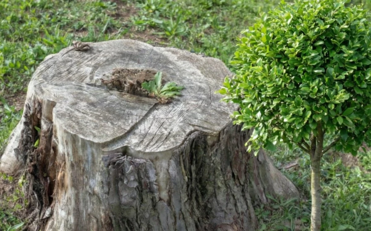 El tronco desaparecerá sin esfuerzo: el ingrediente secreto que los jardineros adoran