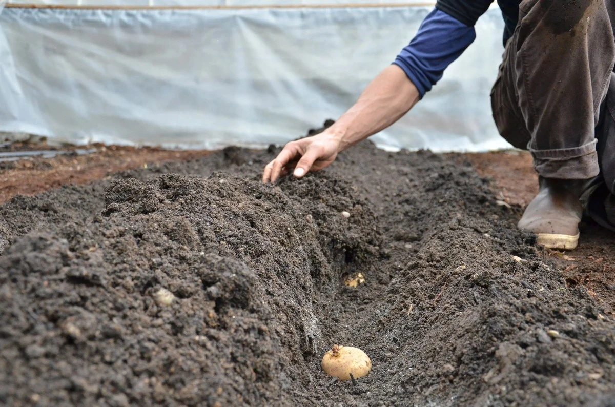 Cortar patatas para plantar: la técnica secreta que sorprenderá a muchos agricultores - image 1
