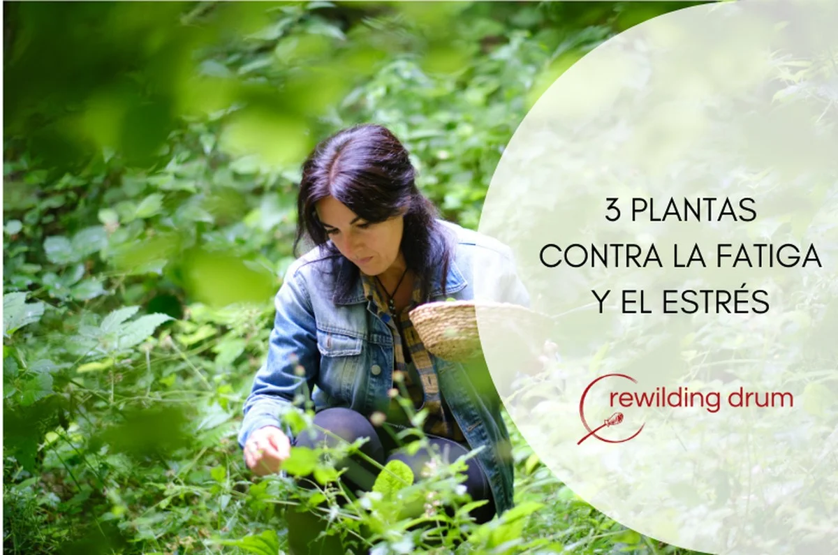 unahojadelaurel-extra-1.webp Una hoja de laurel bajo tu almohada: el secreto natural contra el cansancio - image 1