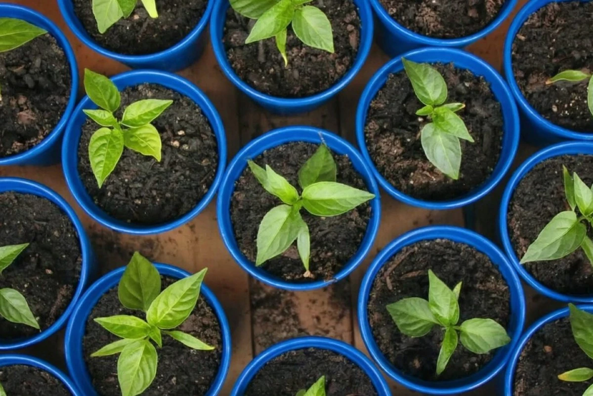 Qué semillas siembran siempre los jardineros expertos en marzo para una cosecha abundante