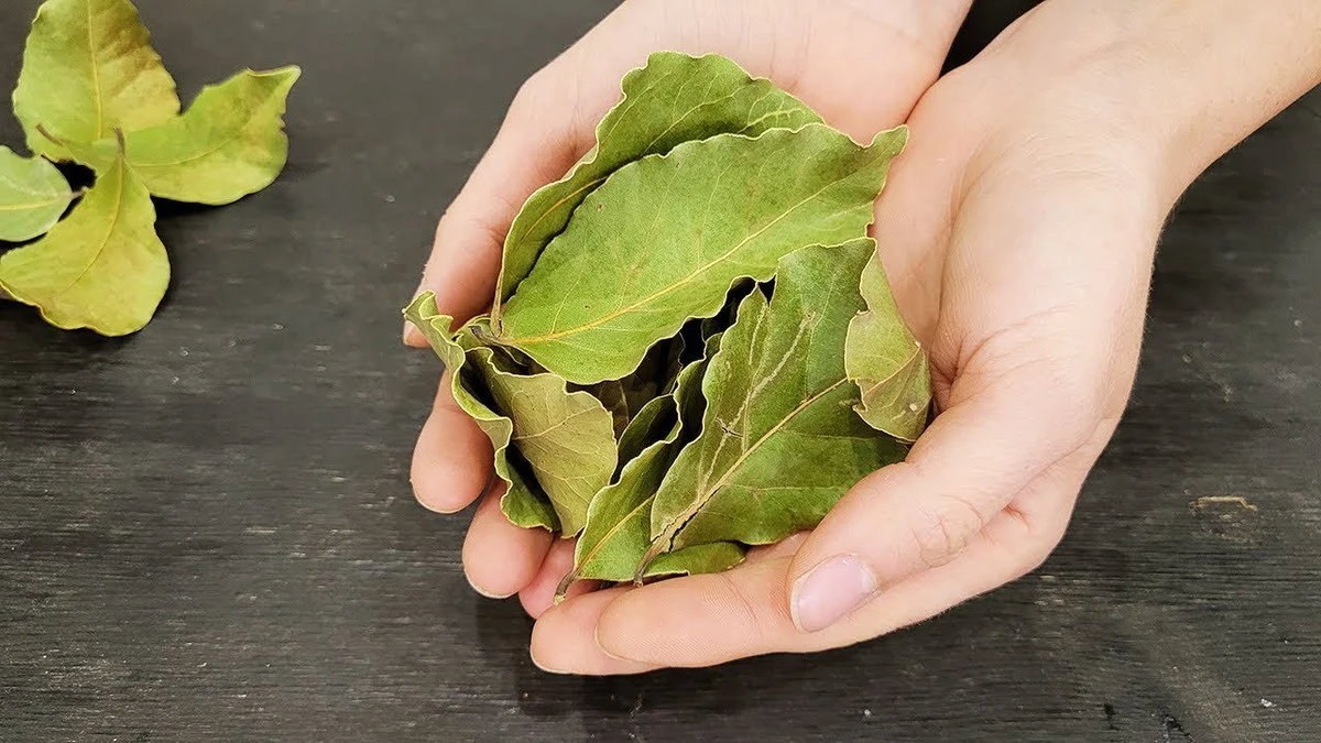 1 hoja de laurel bastan para solucionar 4 problemas inesperados en tu hogar