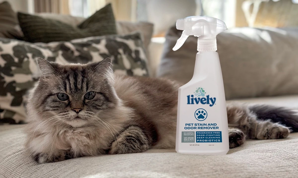 Adiós al olor a gato: el truco de la cocina que deja tu casa fresca - image 1