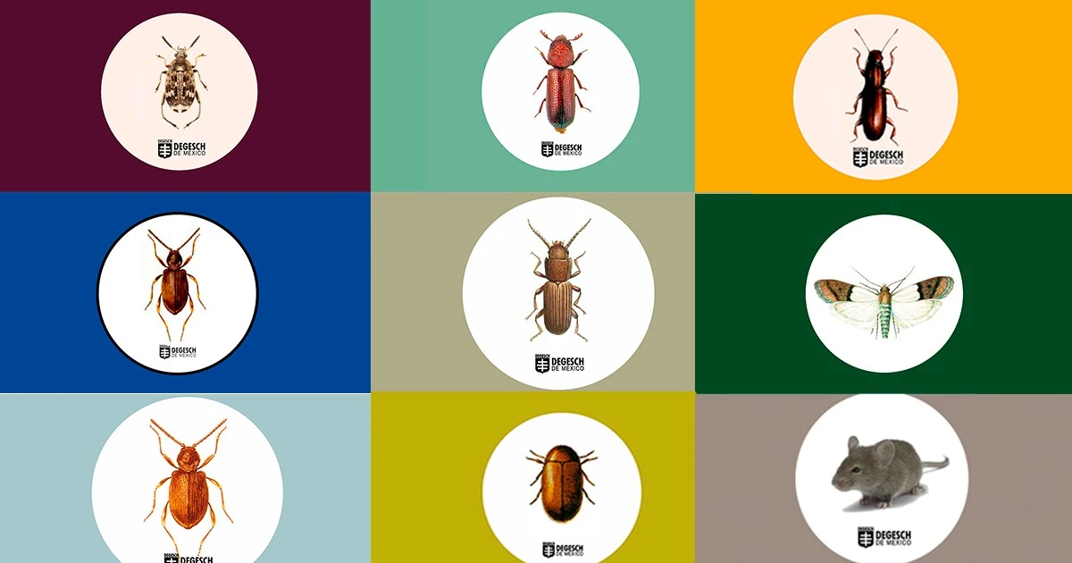 El secreto turco para espantar cucarachas: Un truco simple que te sorprenderá - image 1