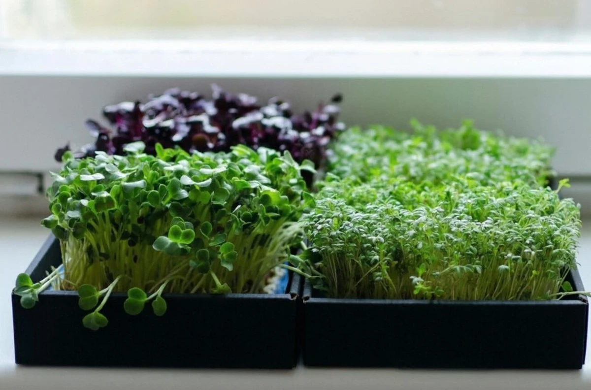 Convierta su alféizar en un huerto: Verduras y hierbas fáciles de cultivar en interiores durante el invierno