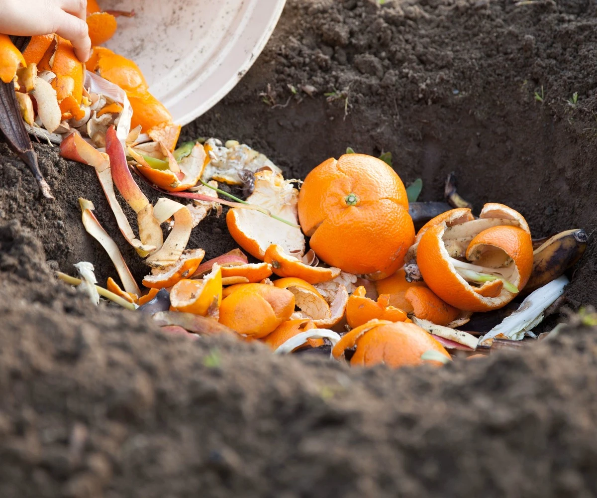 Por qué los jardineros expertos ponen cáscaras de naranja en sus bancales: adiós a hormigas, pulgones y babosas - image 1