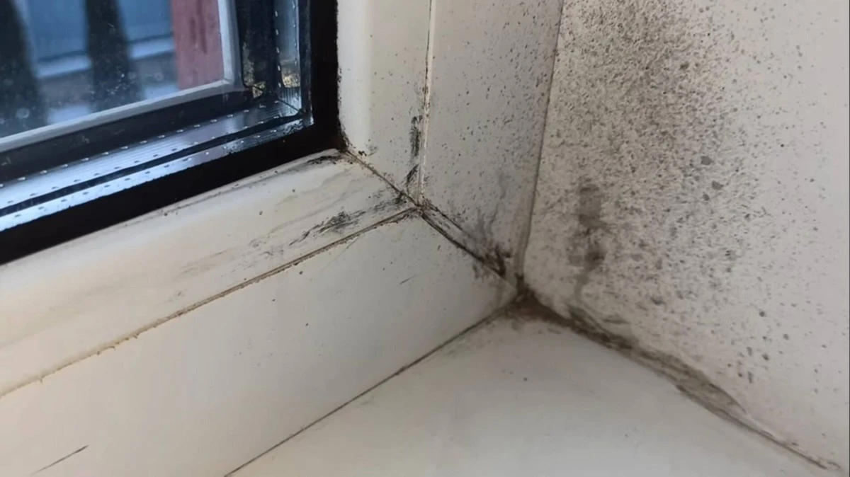 Adiós al moho: la solución casera que dice adiós a las manchas negras en tus paredes